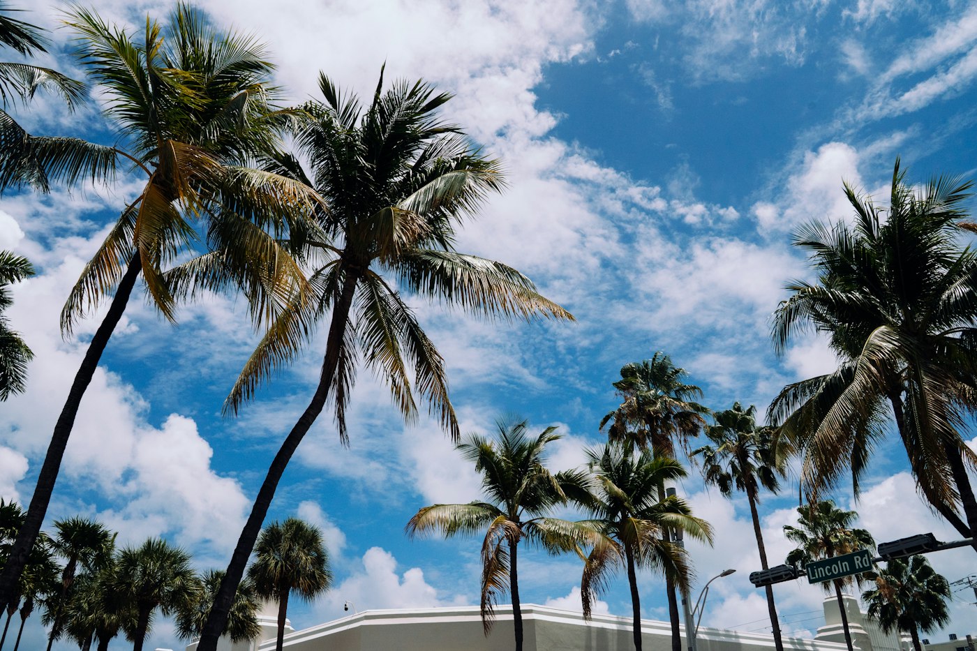 Palm trees