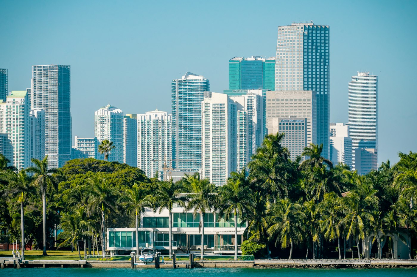 Miami skyline over palms